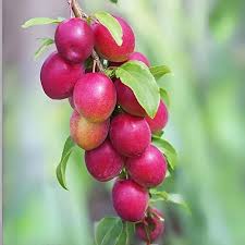Miss India Ber Fruit Plant