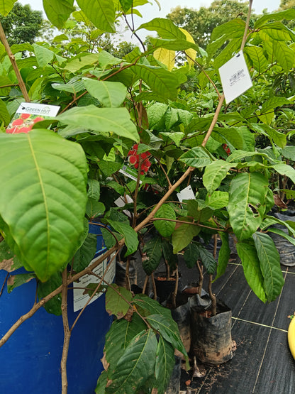 N18 Rambutan Grafted Fruit Plant