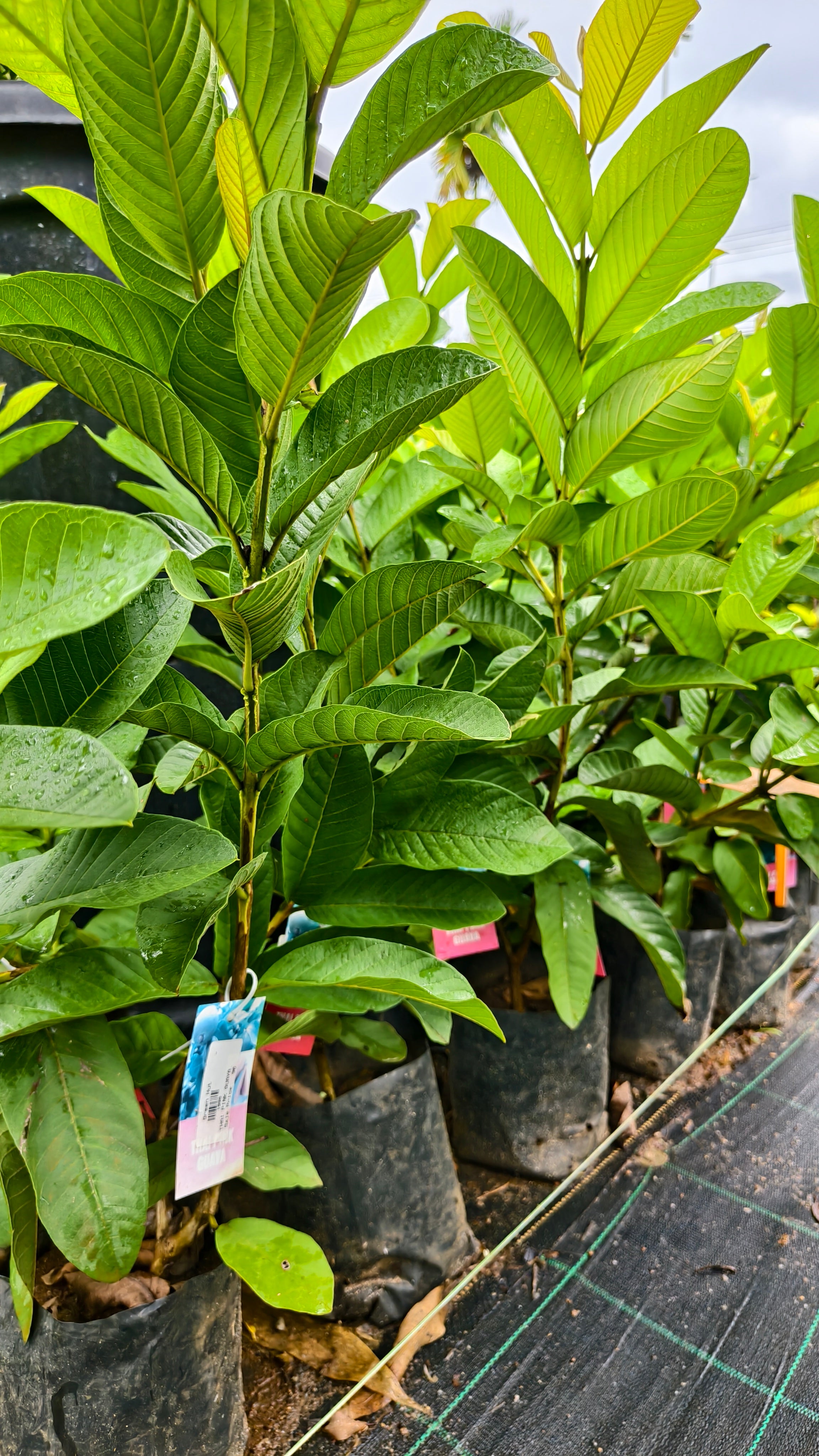Thai Pink Guava