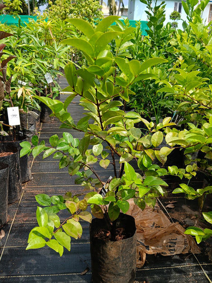 Rainforest Guava Fruit Plant