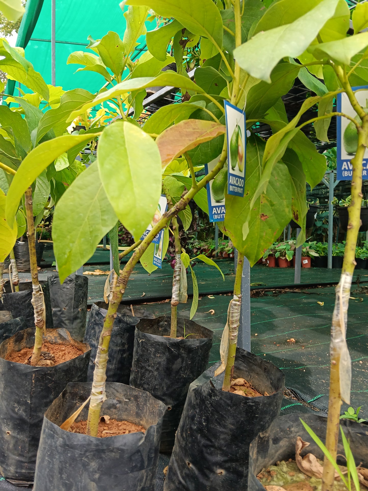 Avocado Fruit Plant