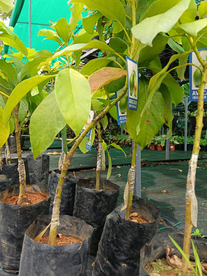 Avocado Fruit Plant