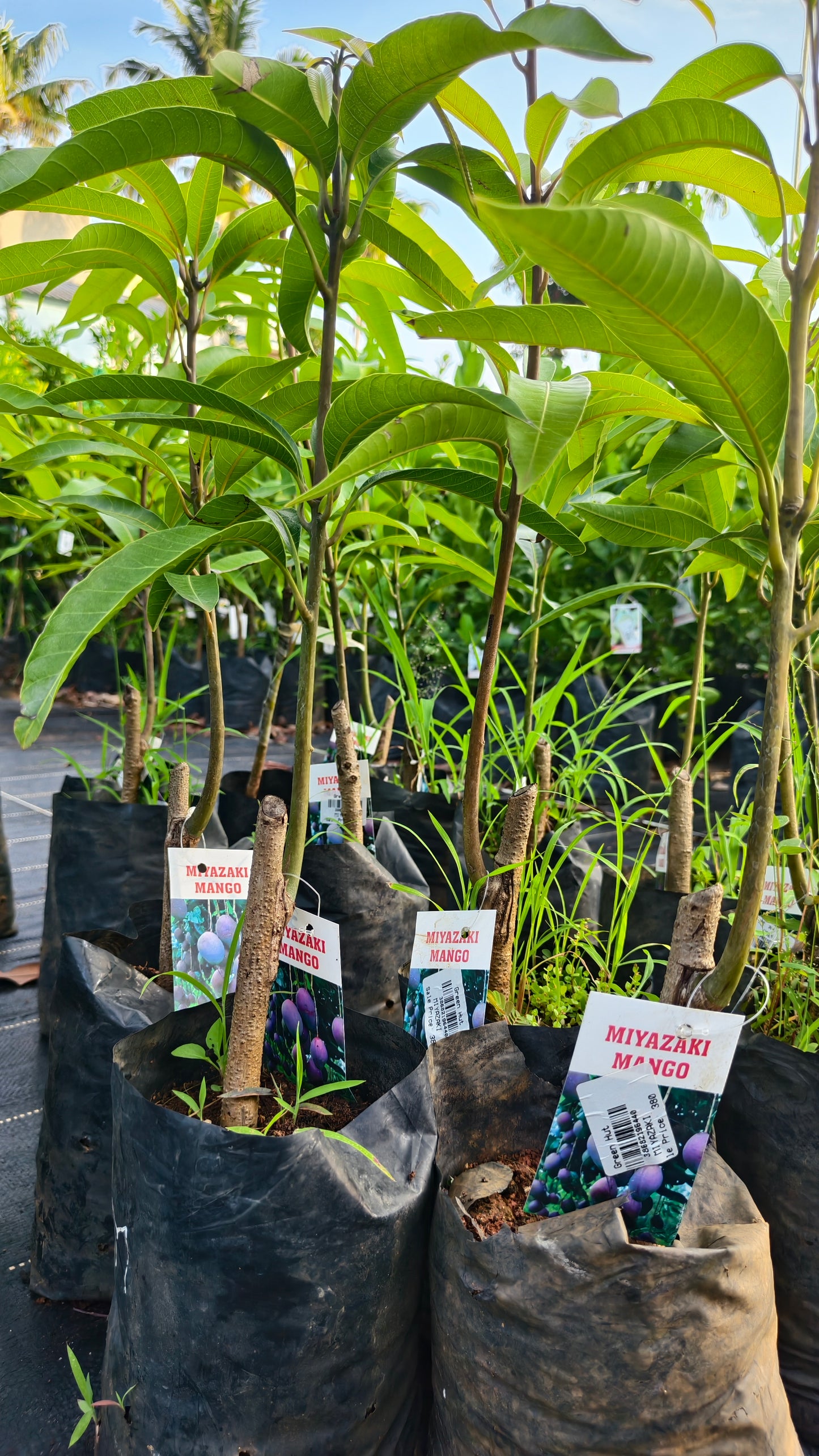 Miyazaki Mango Grafted Fruit Plant