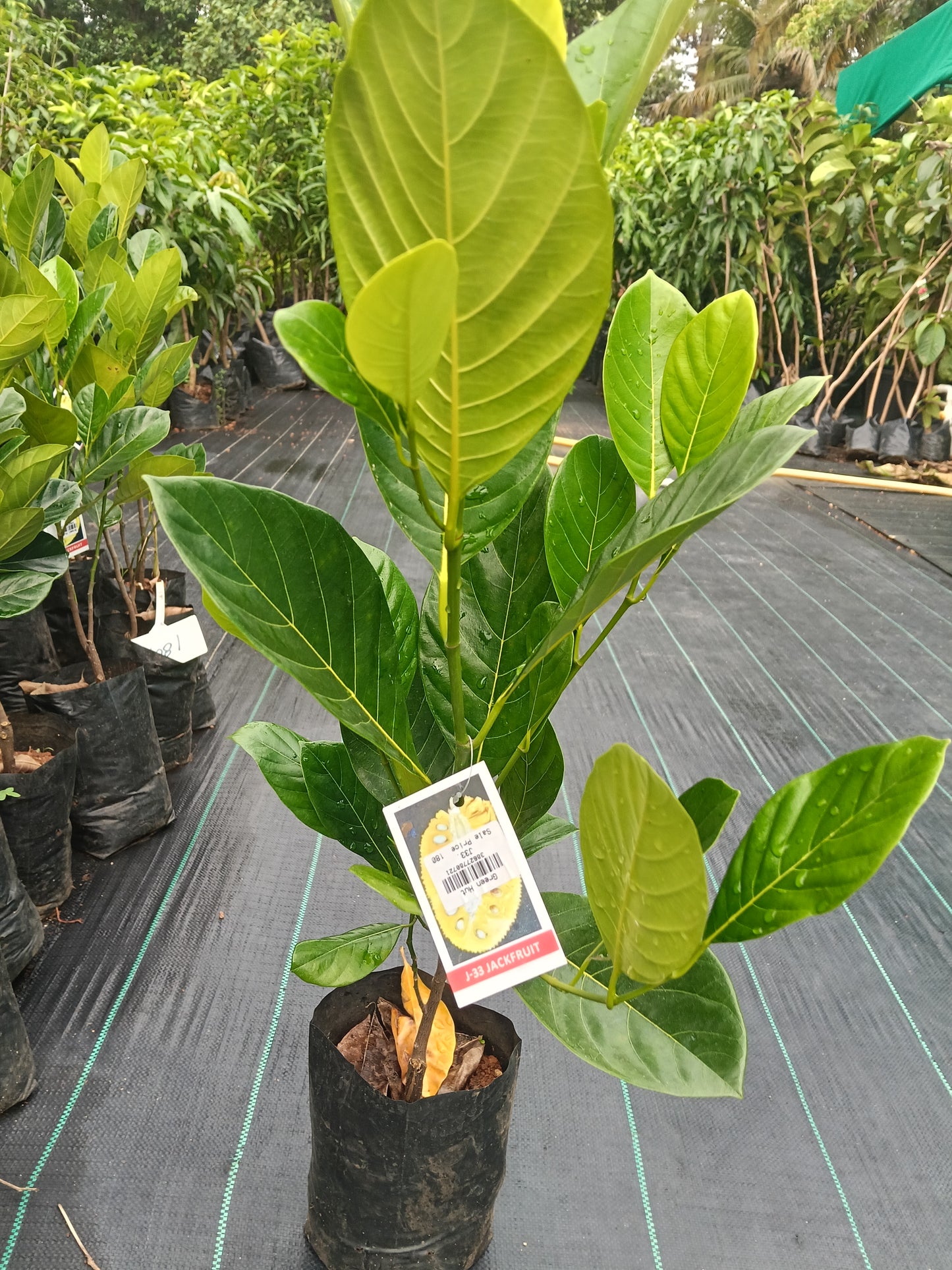 J33 Jackfruit Grafted Fruit Plant