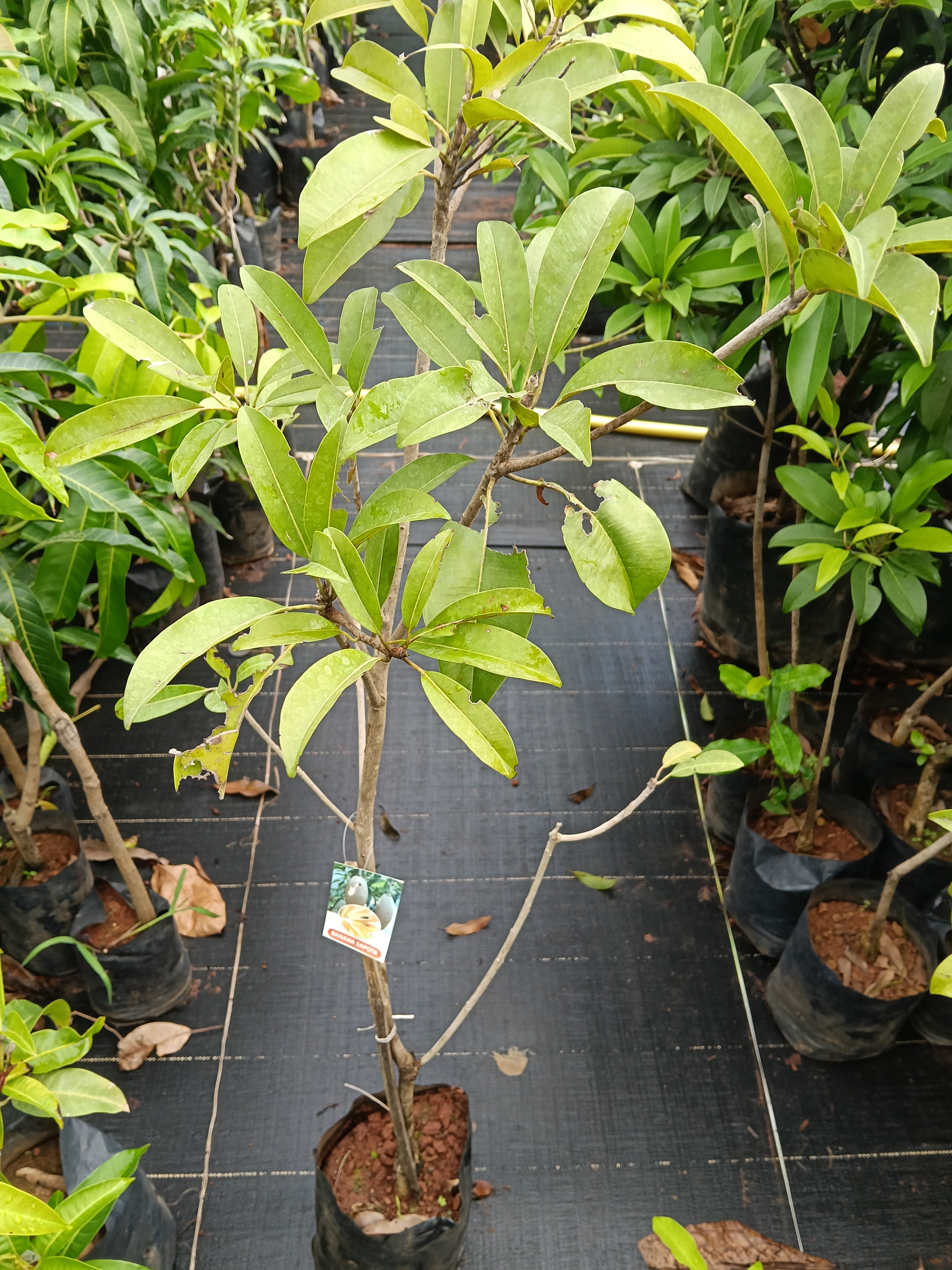 Banana Sapote