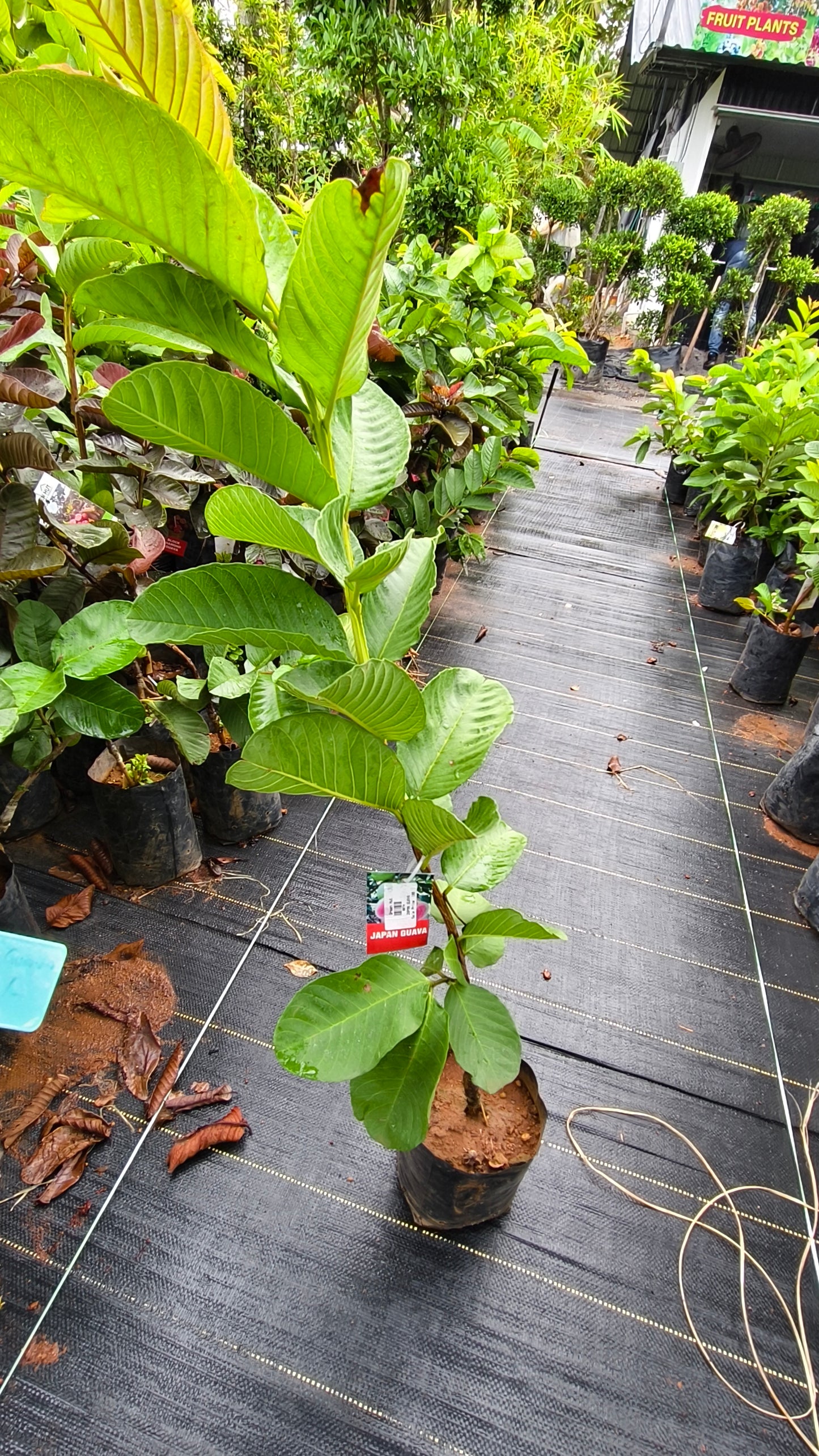 Japan Guava Fruit Plant