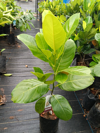 Vietnam Early Jackfruit Grafted Fruit Plant