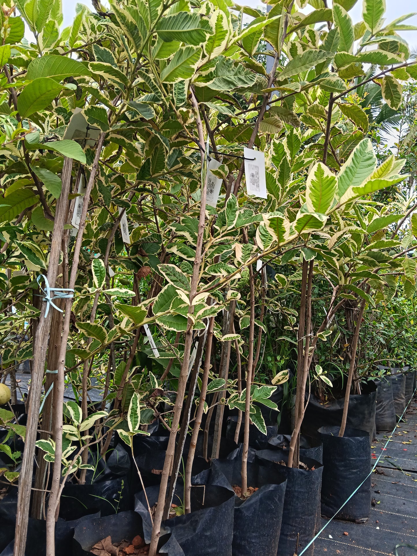 Variegated Guava Fruit Plant