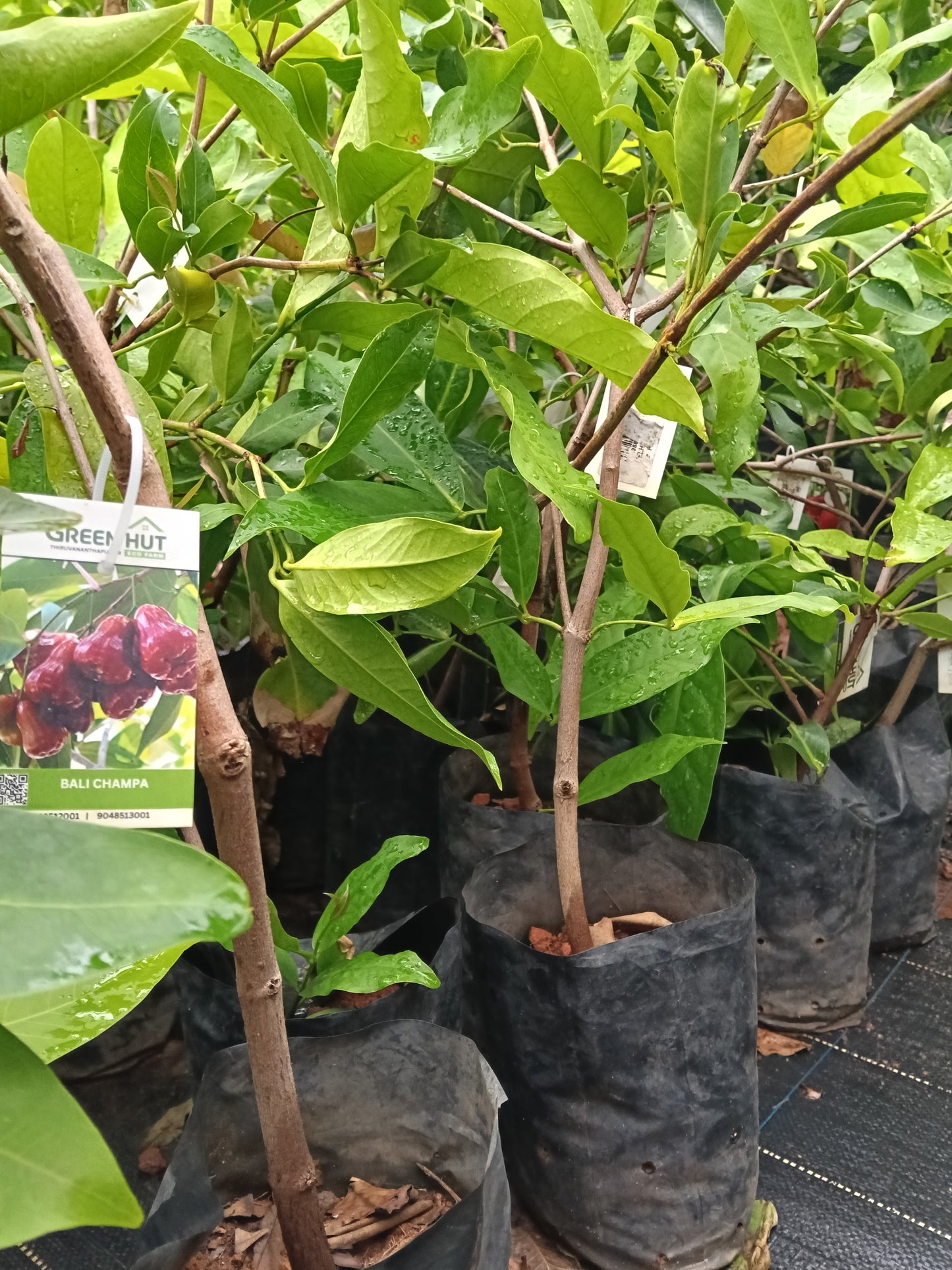 Bali Chamba Fruit Plant