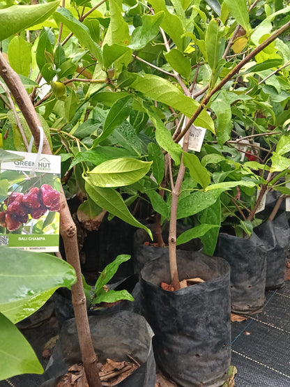Bali Chamba Fruit Plant