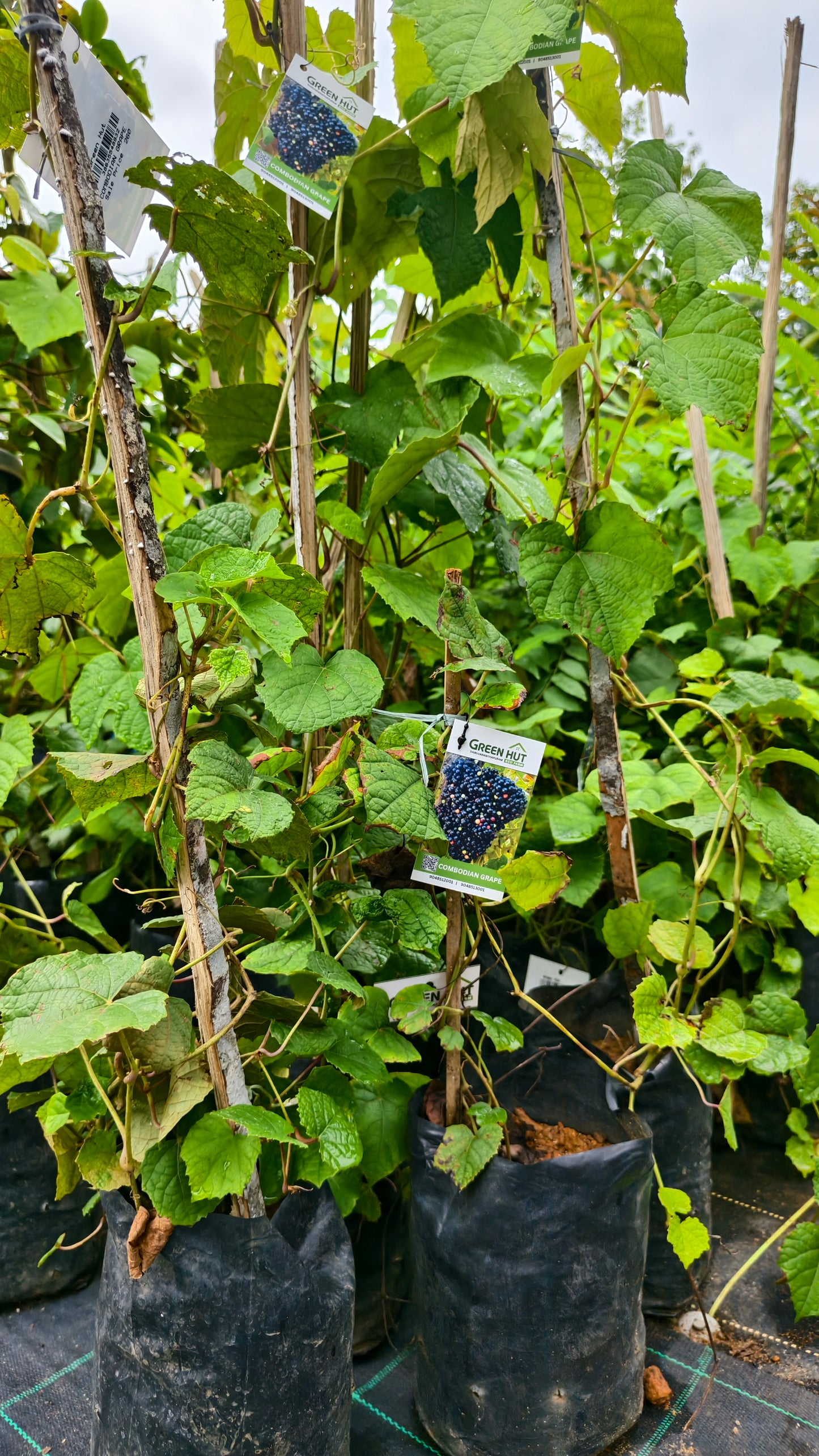 Combodian Grape Fruit Plant