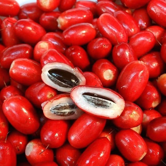 Miracle Fruit Fruit Plant