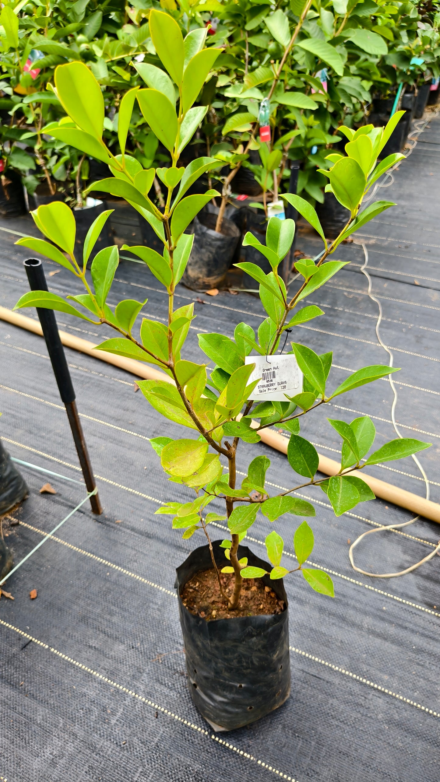Strawberry Guava Fruit Plant