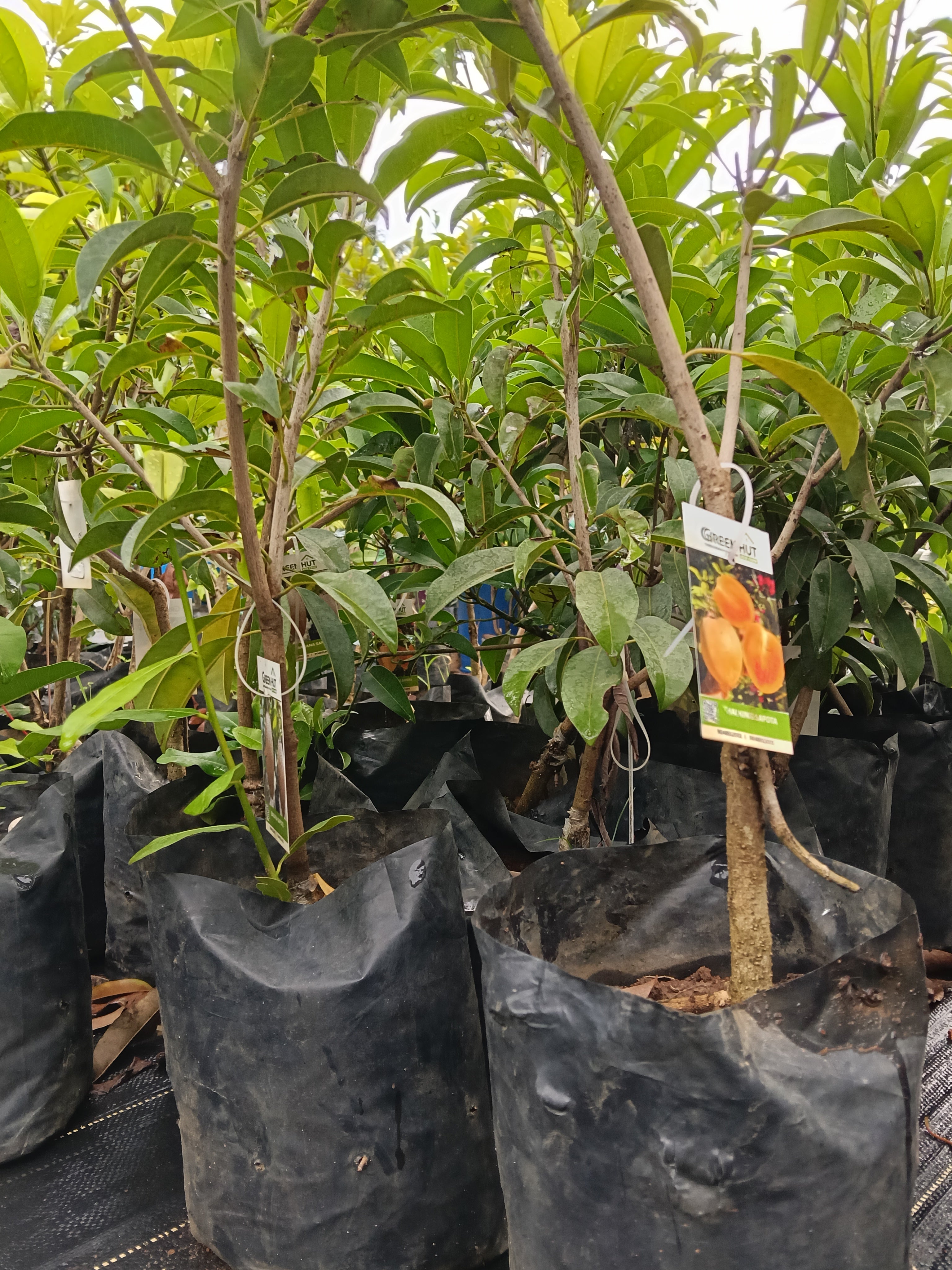 Thai King Sapote