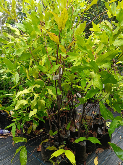 Delhari Chamba Chamba Fruit Plant