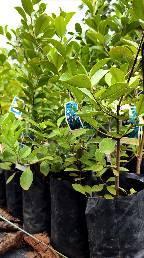 Strawberry Guava Fruit Plant