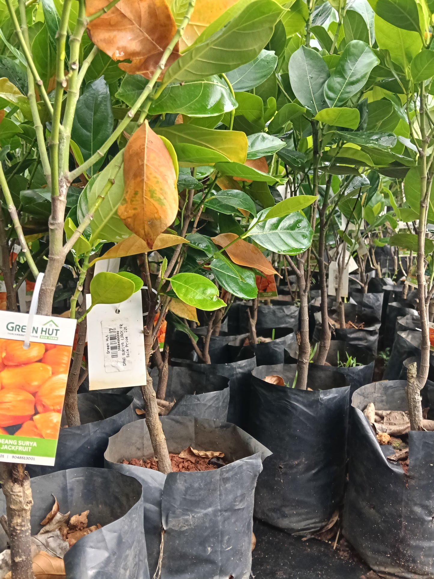 Dang Surya Jackfruit Grafted Fruit Plant
