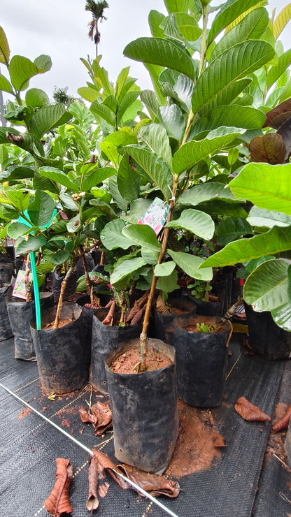 Japan Guava Fruit Plant