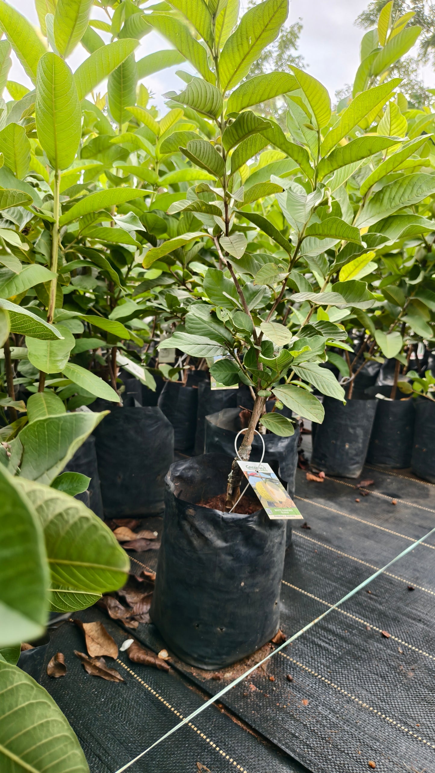 White Diamond Guava Fruit Plant