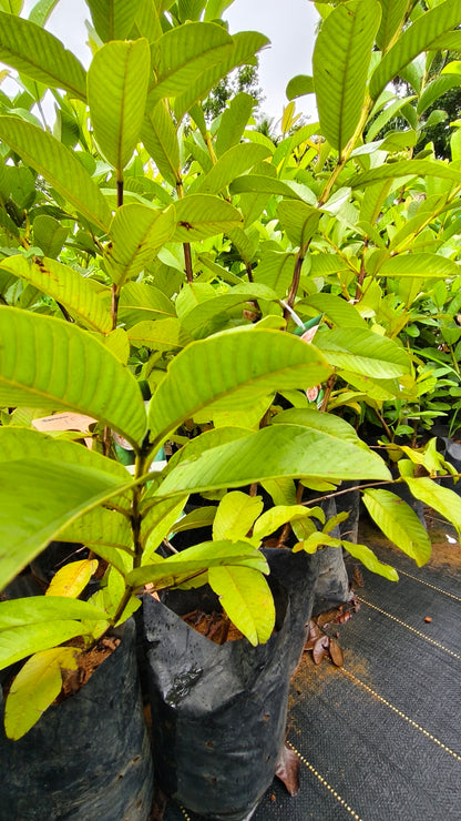 Lalith Guava Fruit Plant