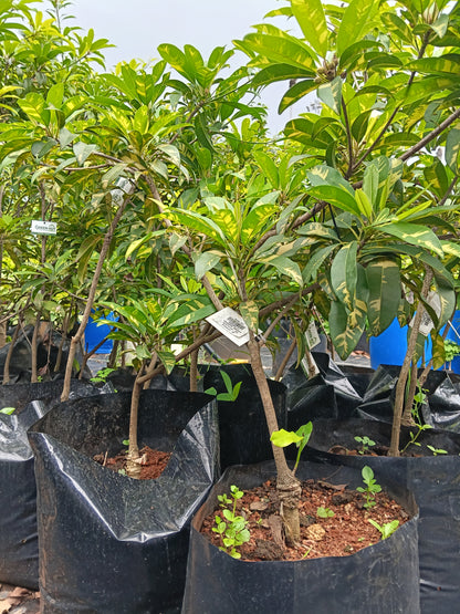 Variegated Sapote Fruit Plant