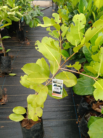 Thai King Jamun Jamun Fruit Plant