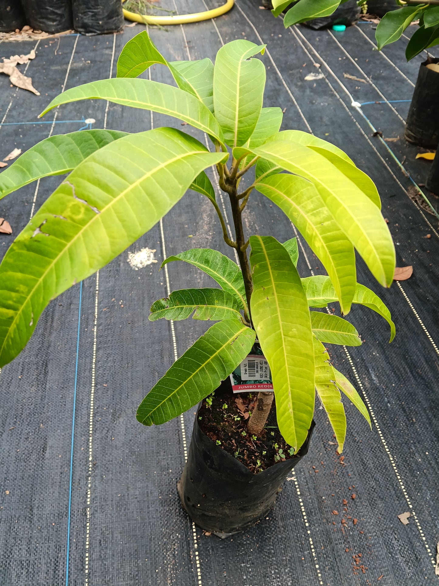 R2E2 Mango Grafted Fruit Plant