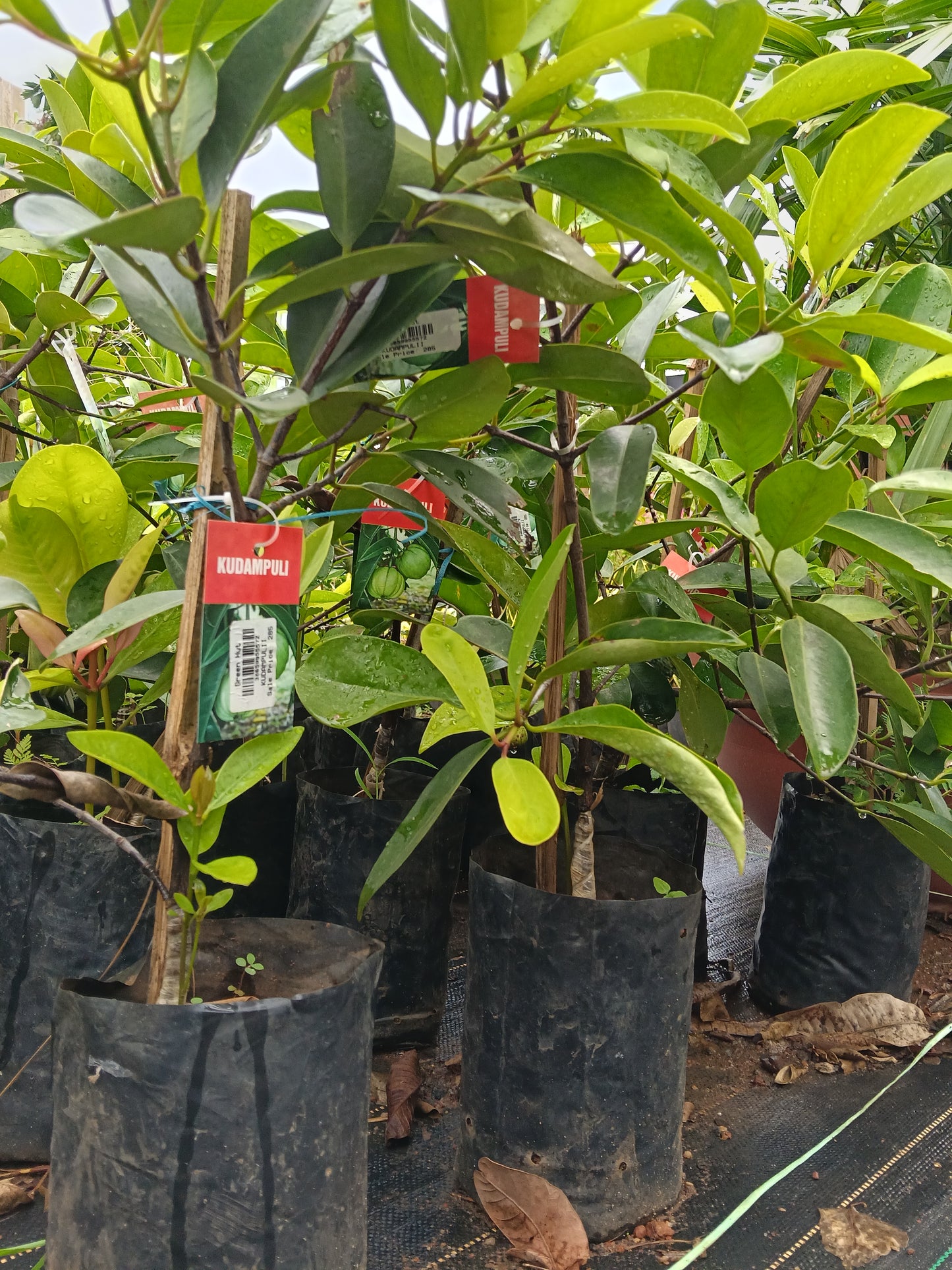 Kudambuli Fruit Plant
