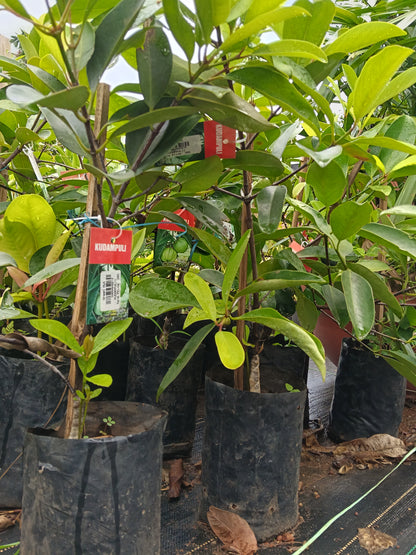Kudambuli Fruit Plant