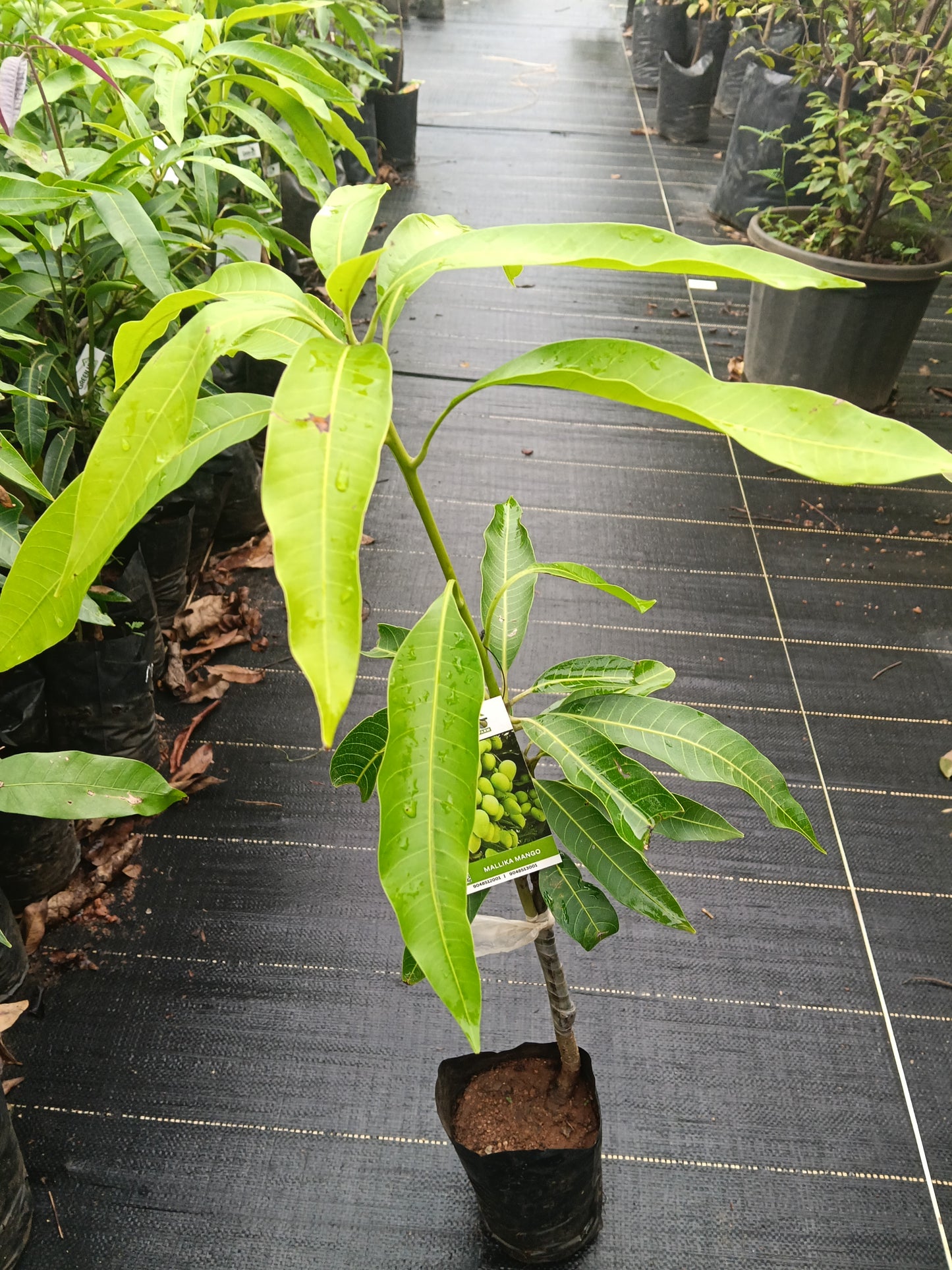 Mallika Mango Grafted Fruit Plant