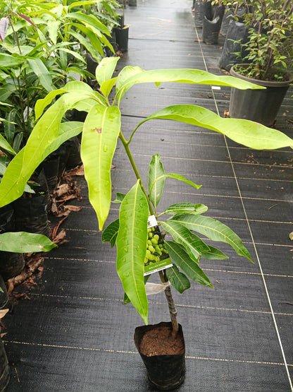 Mallika Mango Grafted Fruit Plant