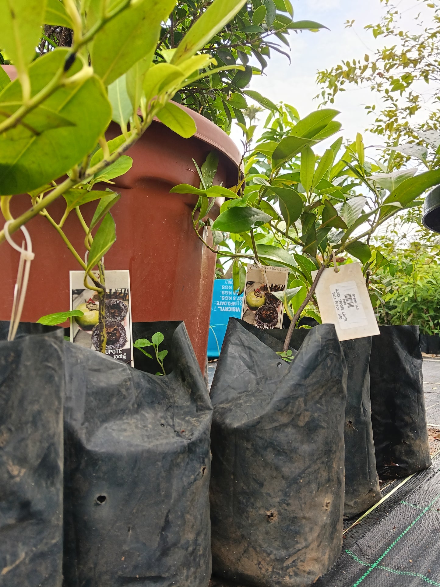Black Sapote Fruit Plant