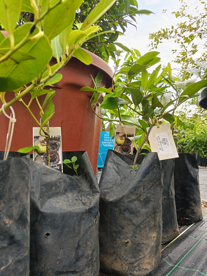 Black Sapote Fruit Plant