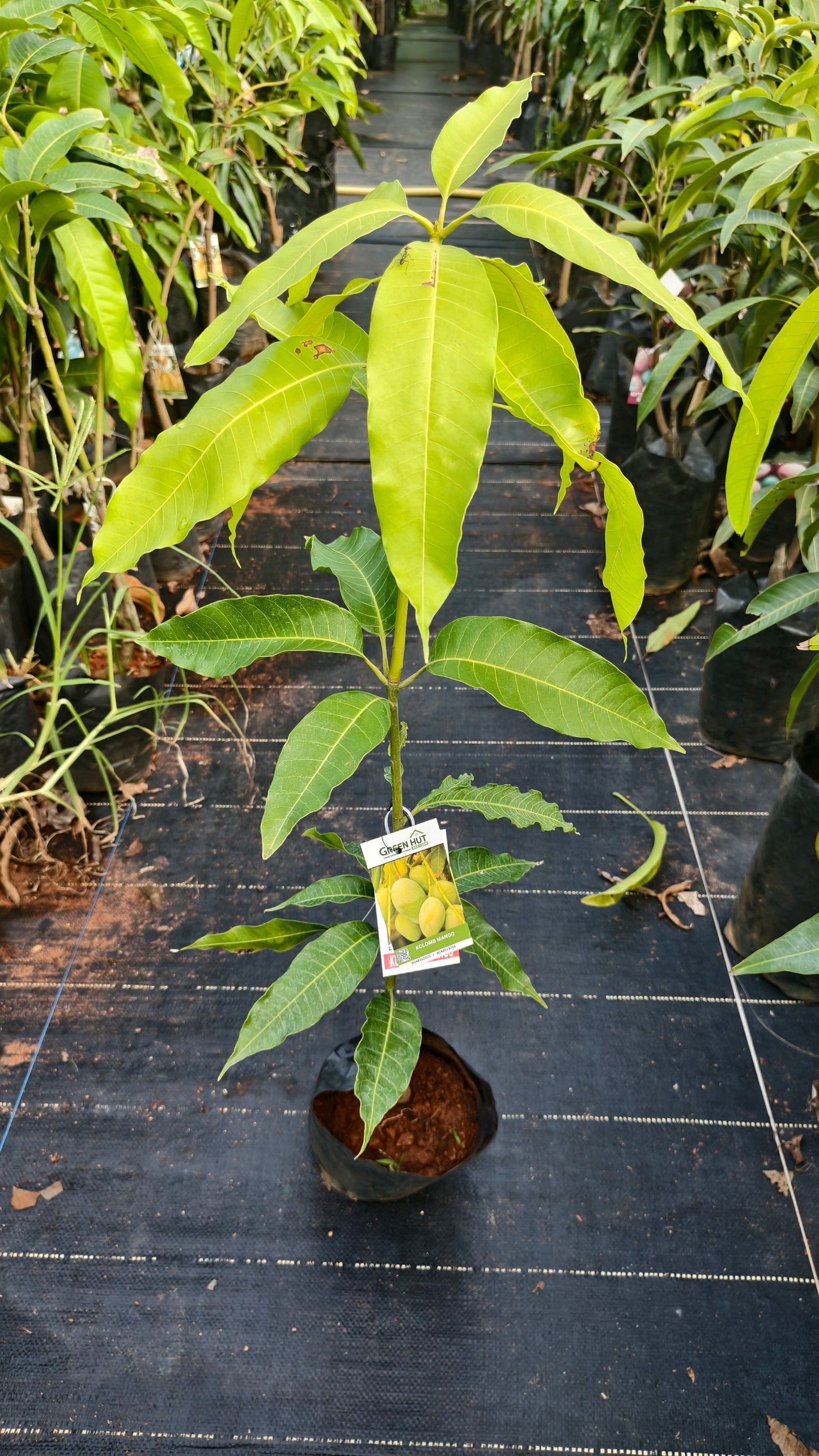 Kolomb Mango Grafted Fruit Plant