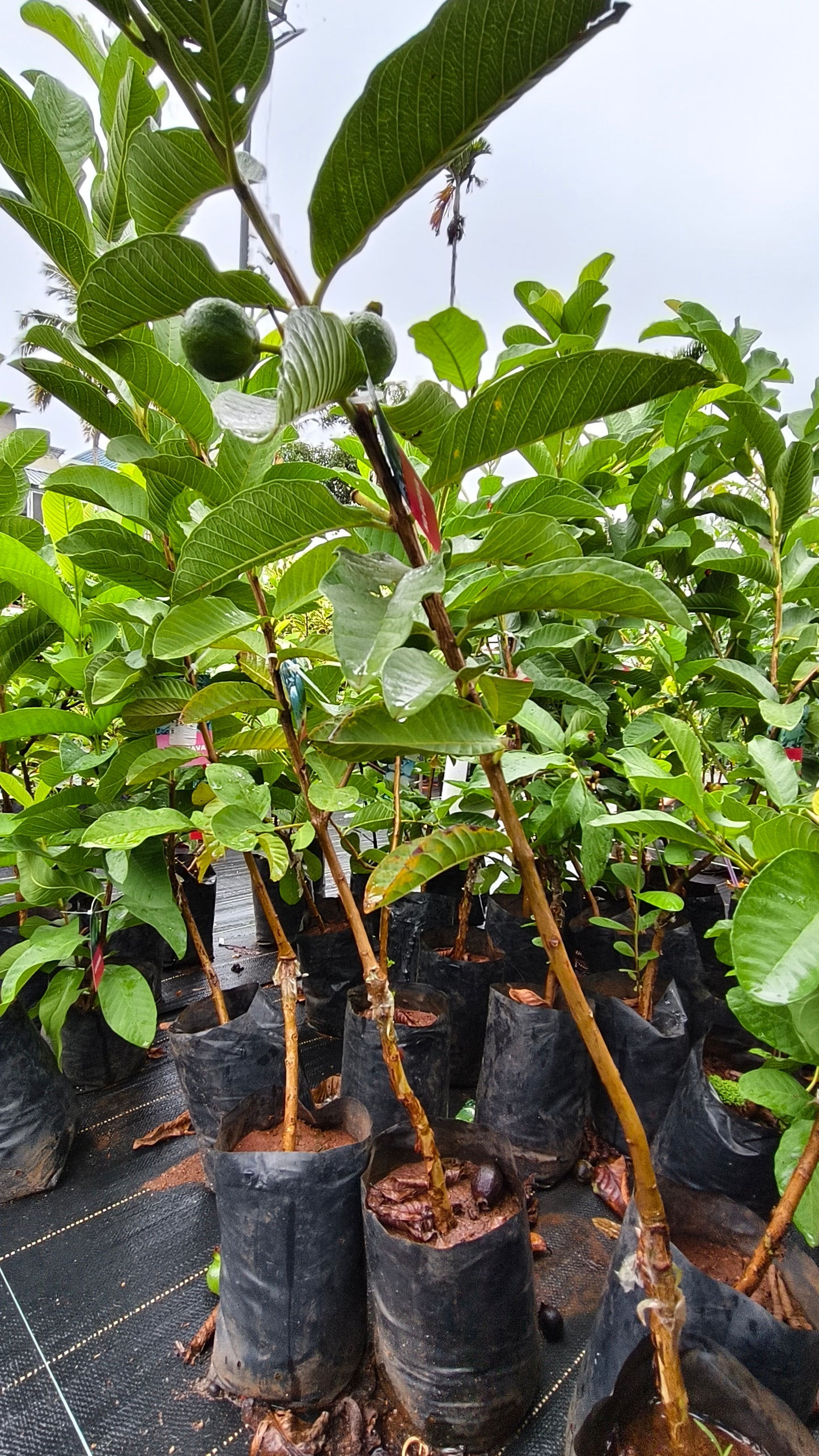 KG Guava Fruit Plant
