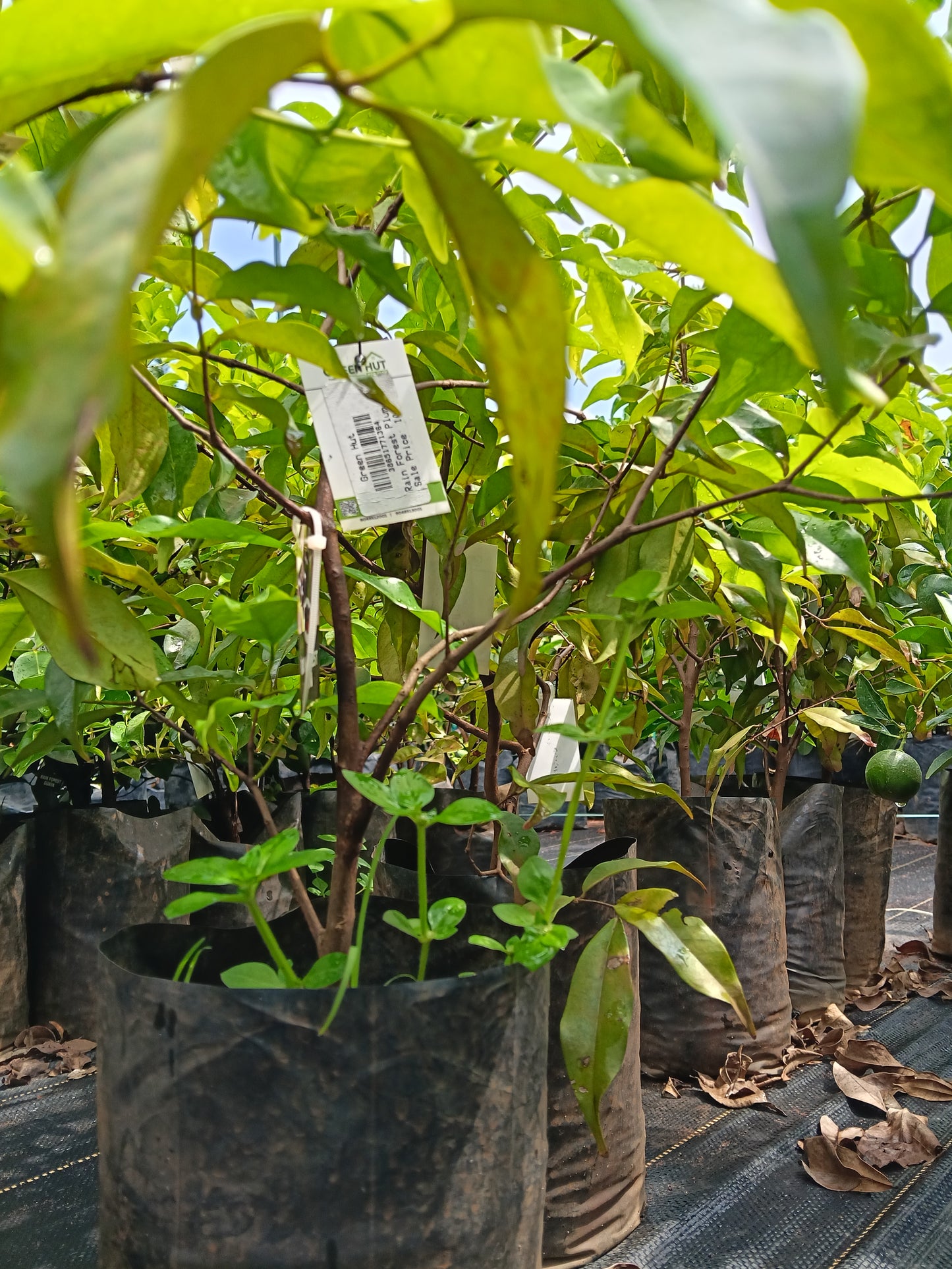 Rain Forest Plum Fruit Plant