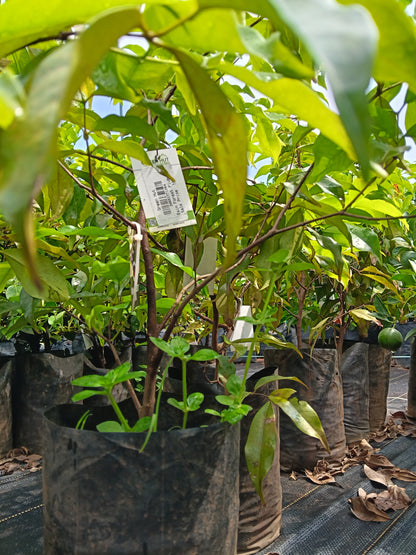 Rain Forest Plum Fruit Plant