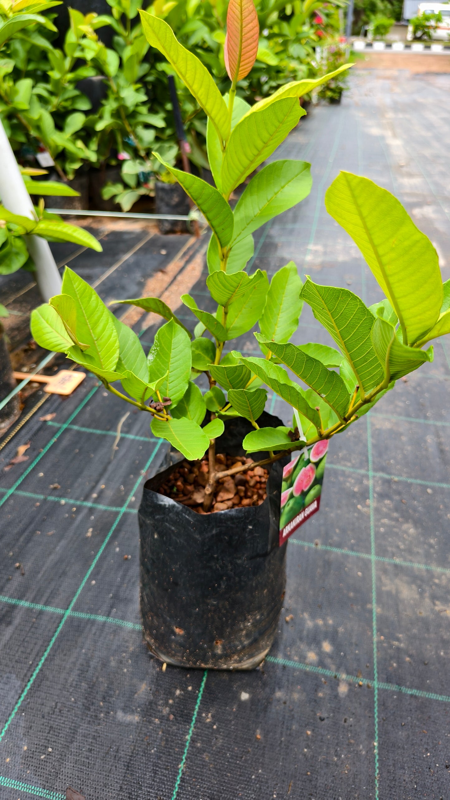 Arkakiran Guava Fruit Plant