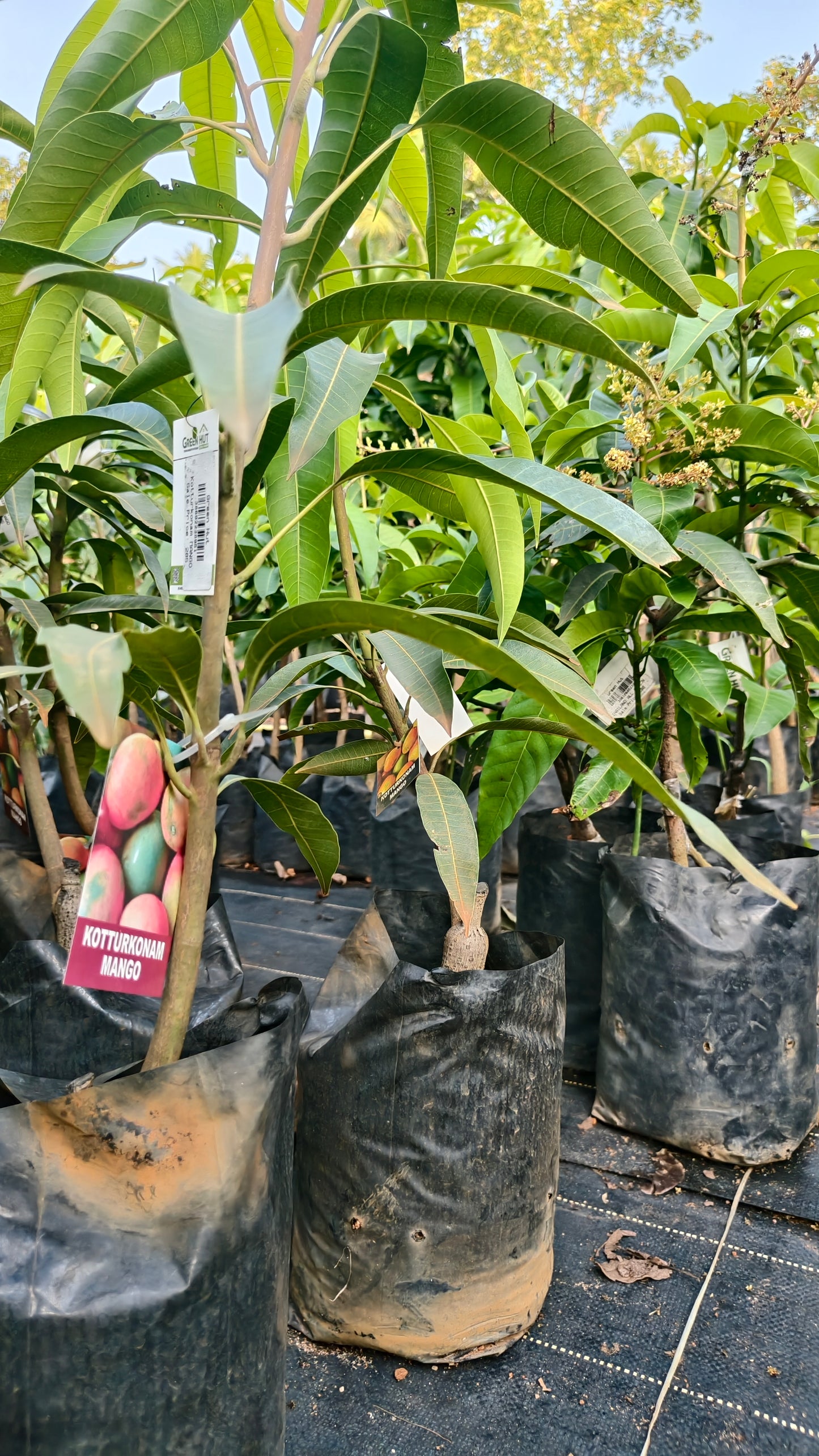 Kottoorkonam Mango Grafted Fruit Plant