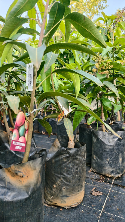 Kottoorkonam Mango Grafted Fruit Plant