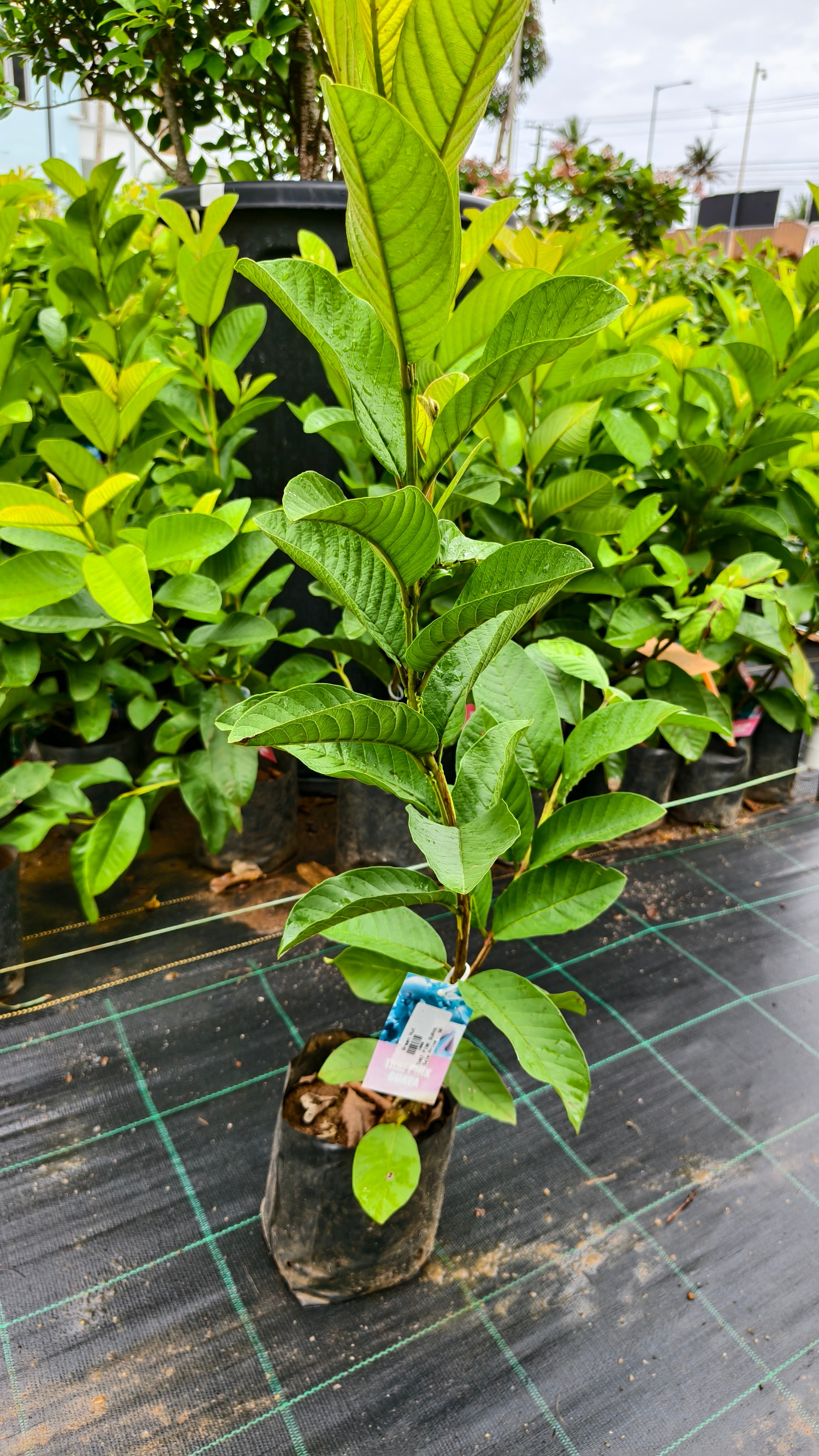Thai Pink Guava
