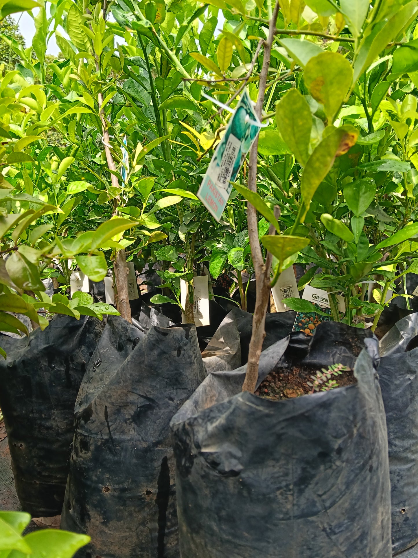 Pakistan Lemon Fruit Plant