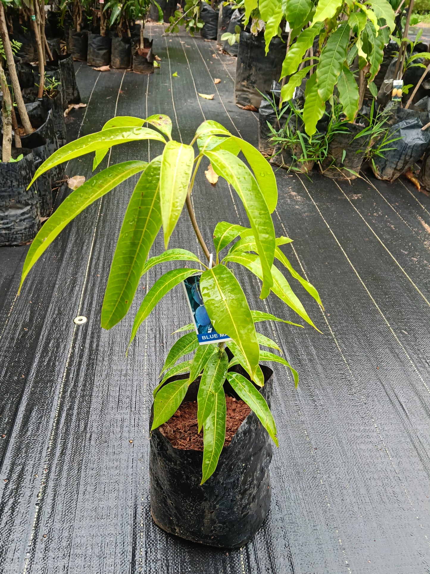 Blue Mango Grafted Fruit Plant