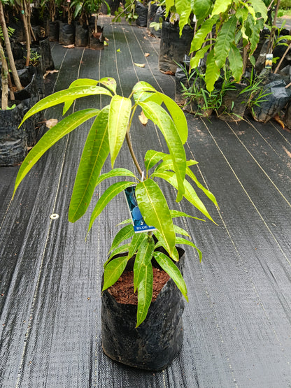 Blue Mango Grafted Fruit Plant