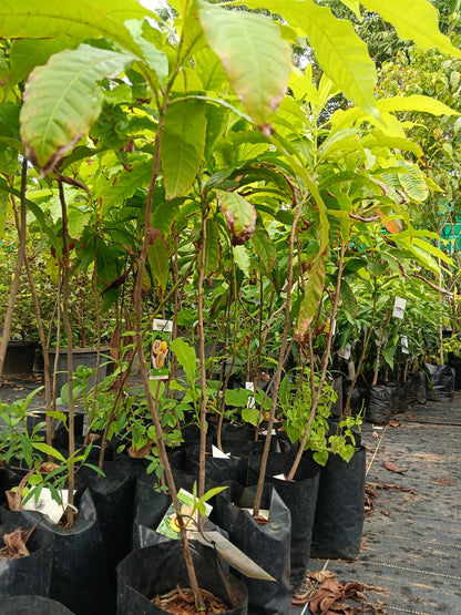 Abiu Fruit Plant