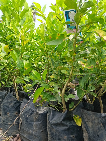Thailand Market Lemon Lemon Fruit Plant