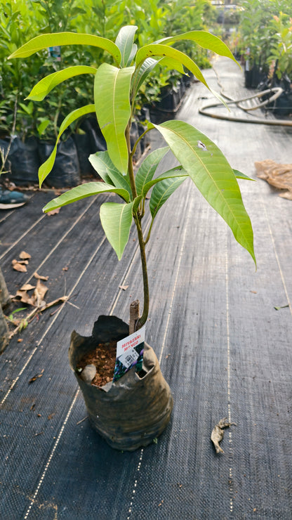 Miyazaki Mango Grafted Fruit Plant