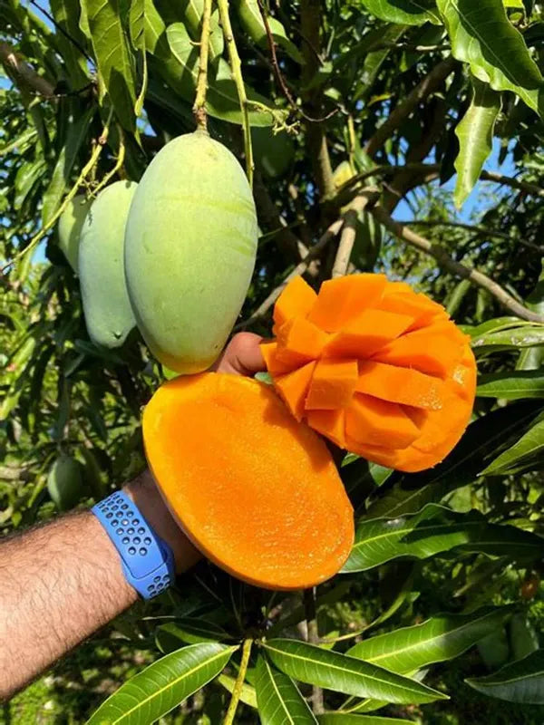 Sweet Katimon Mango Grafted Fruit Plant