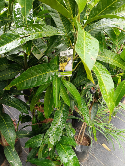 Yellow Banana Mango Grafted Fruit Plant