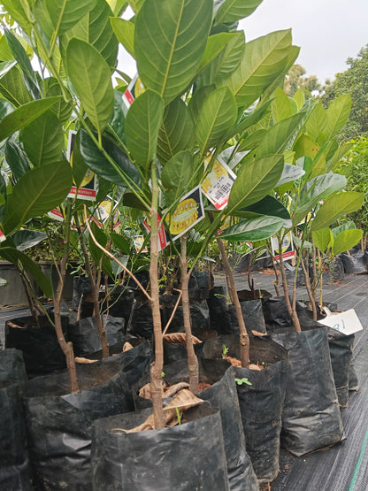 J33 Jackfruit Grafted Fruit Plant